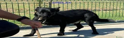 Meticcio cani in regalo: OBELIX cagnolino fantastico a Città Metropolitana di Firenze - Annuncio 4