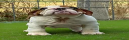 Bulldog cani in vendita: Cucciola Bulldog inglese  - Annuncio 5