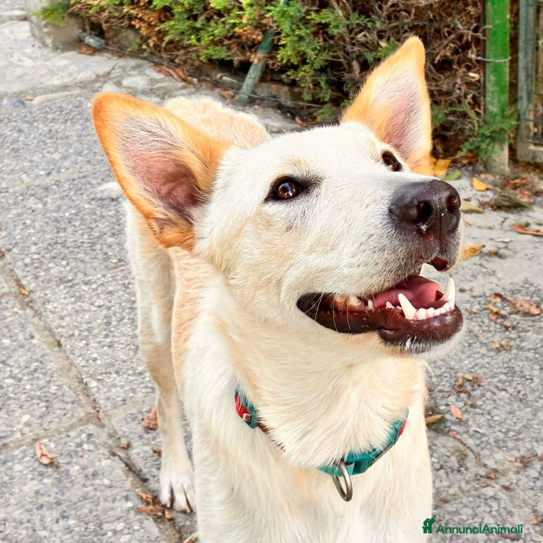 Meticcio cani in regalo: ROMEO 💙 - meraviglioso, nessuno chiama per lui 😢 - Annuncio 3