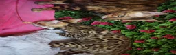 Bengala gatti in vendita: Cucciolo bengala brown spotted tabby  - Annuncio 4
