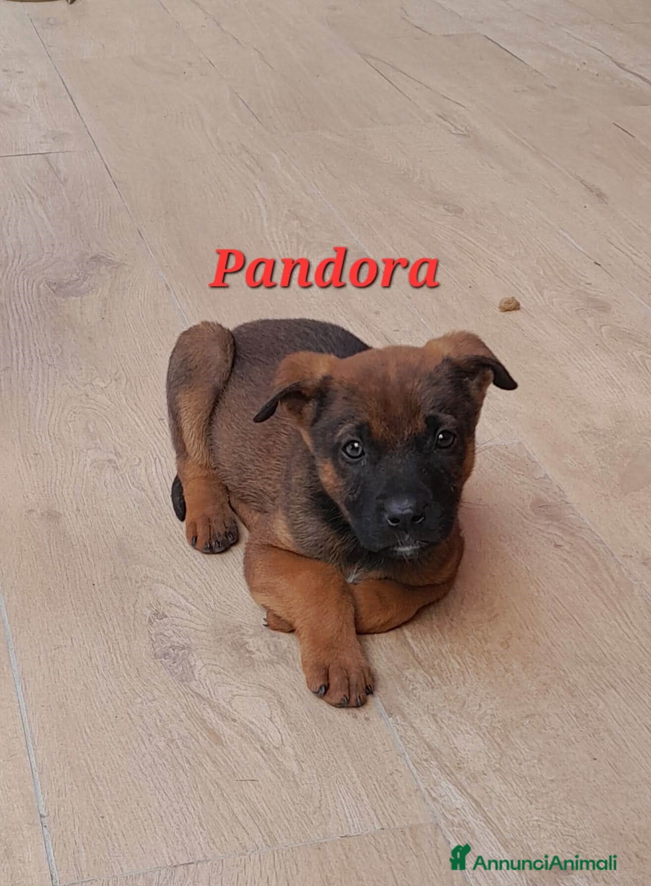 Meticcio cani stupenda cucciola pandora in regalo - Annuncio 2