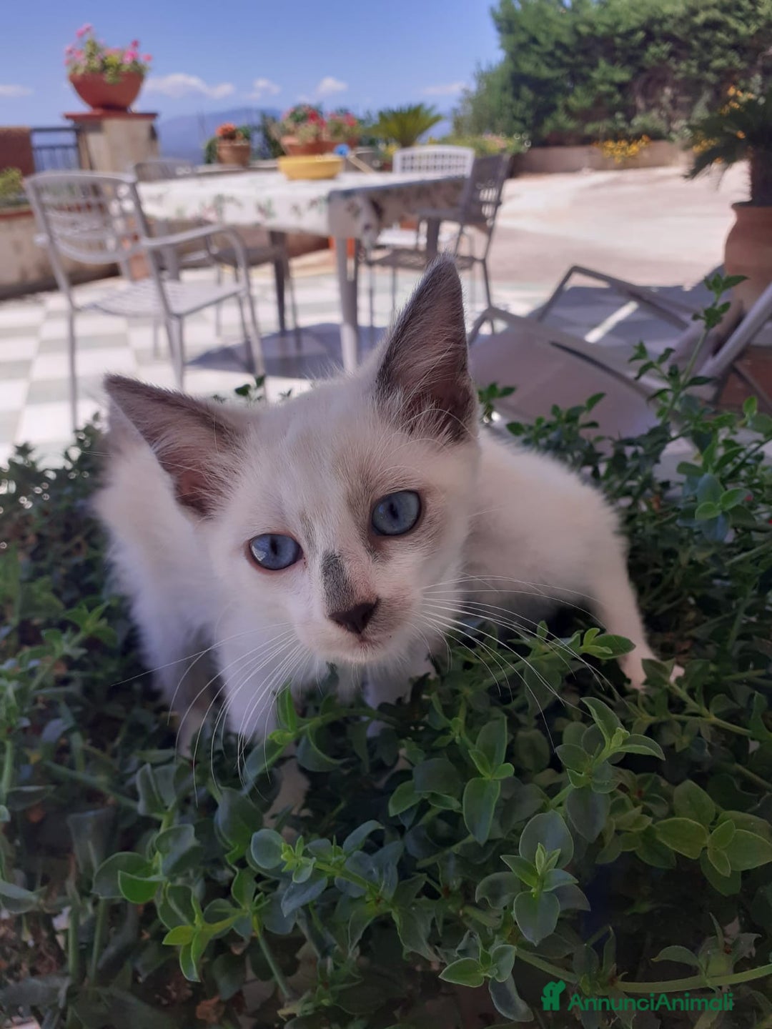 Altre razze gatti in vendita: Gattini simil siamesi a Città metropolitana di Palermo - Annuncio 4