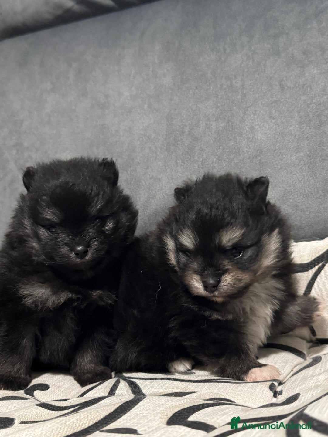 Volpino Pomerania cani in vendita: Volpino pomerania - Annuncio 5