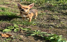 Chihuahua cani in vendita: Chihuahua femmina pedigree pelo corto fawn - Immagine 3