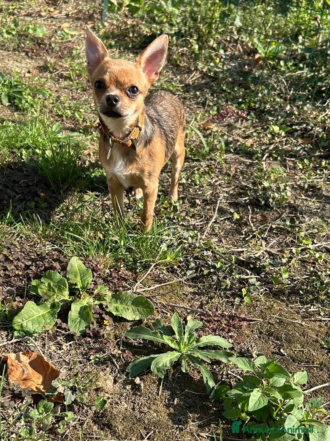 Chihuahua cani in vendita: Chihuahua femmina pedigree pelo corto fawn - Immagine 3