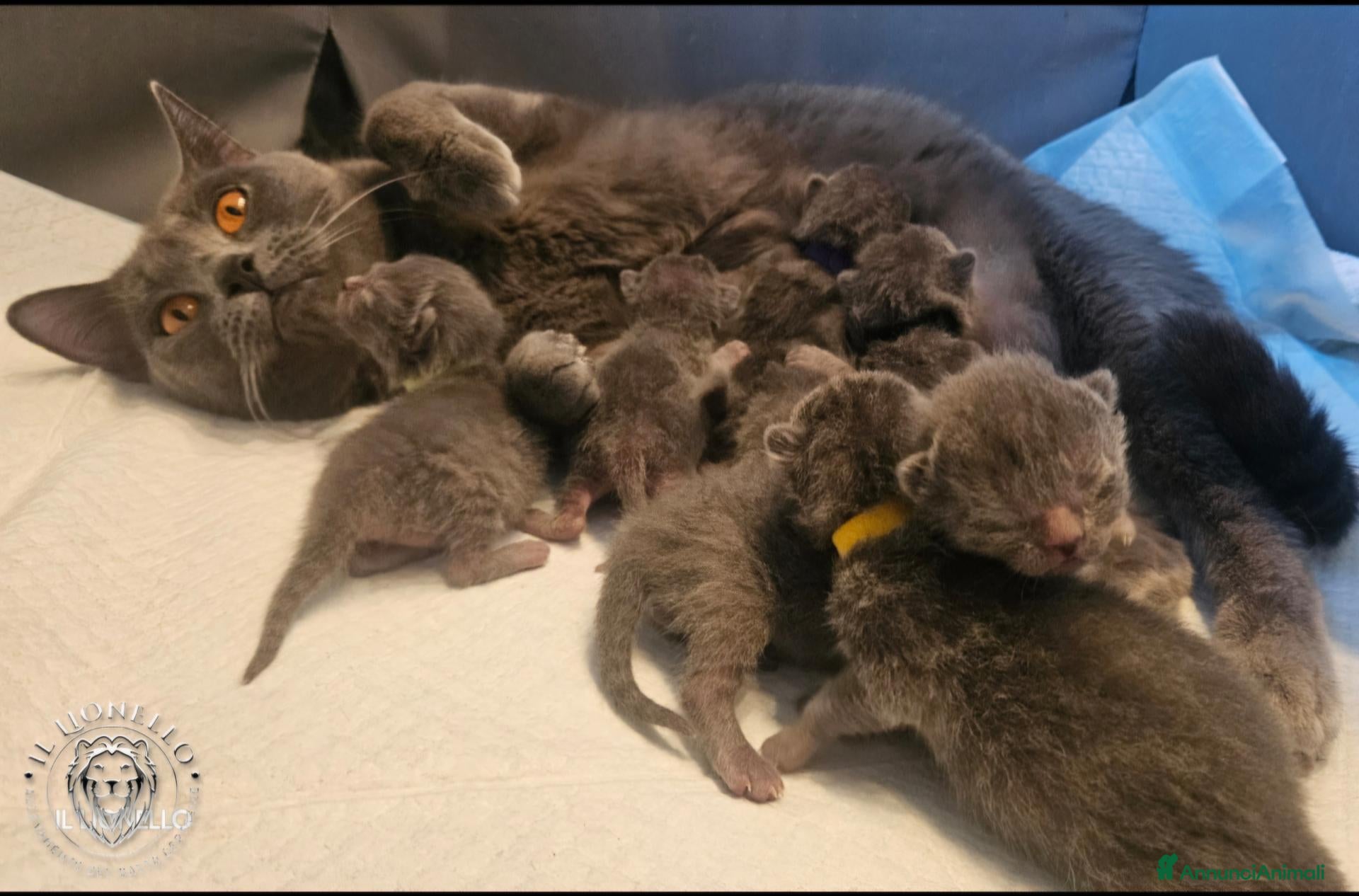 Certosino gatti in vendita: cuccioli di razza certosino  - Annuncio 1
