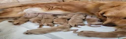 Golden Retriever cani in vendita: Cuccioli Golden retriver americano con pedigree a Provincia di Lecce - Annuncio 8