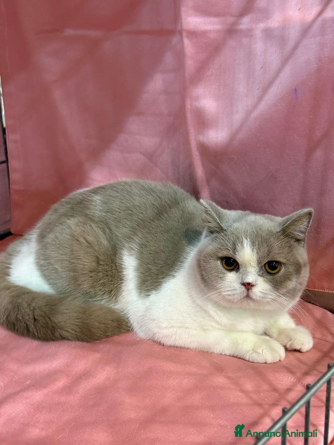 British gatti in vendita: MAGNIFICI CUCCIOLONI BRITISH SHORTHAIR - Annuncio 1