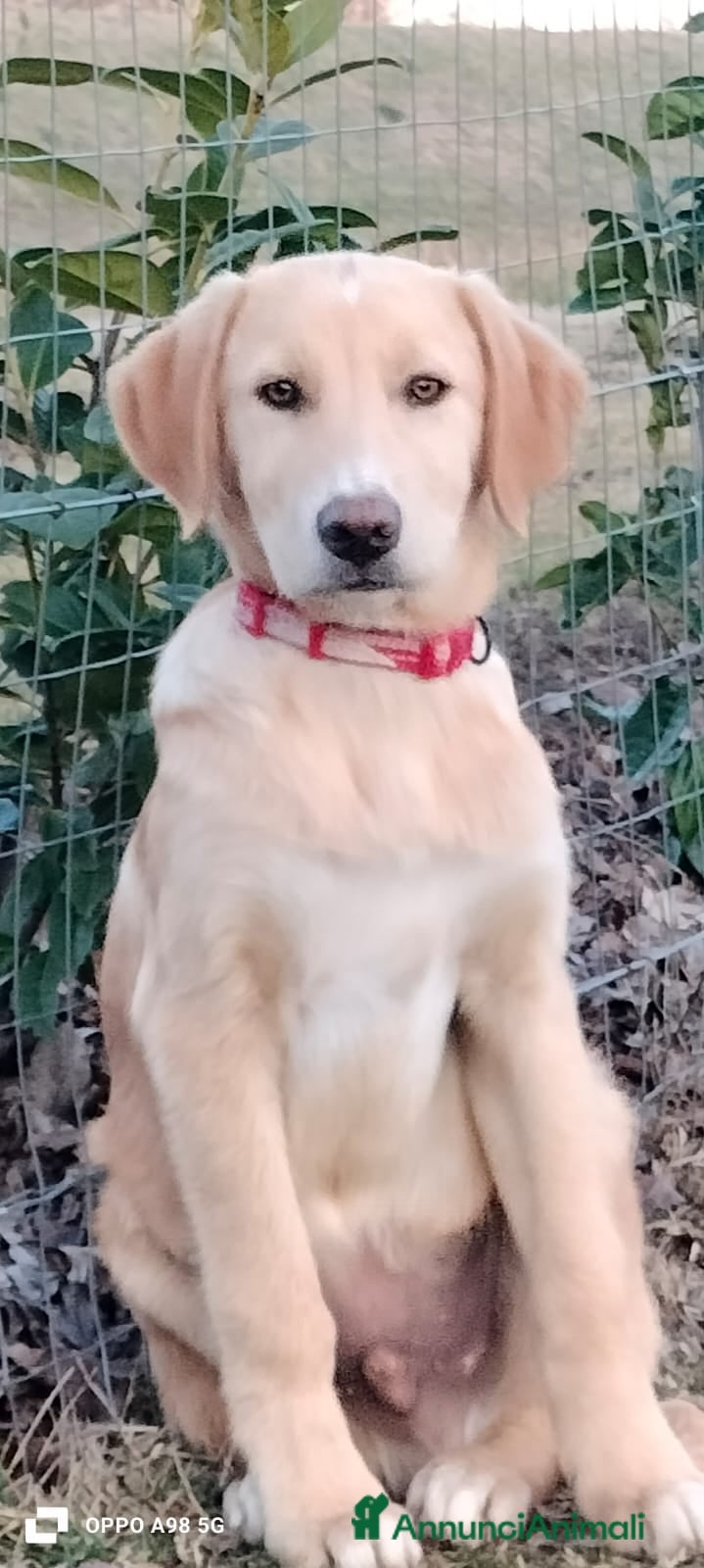 Meticcio cani Danny - Annuncio 2