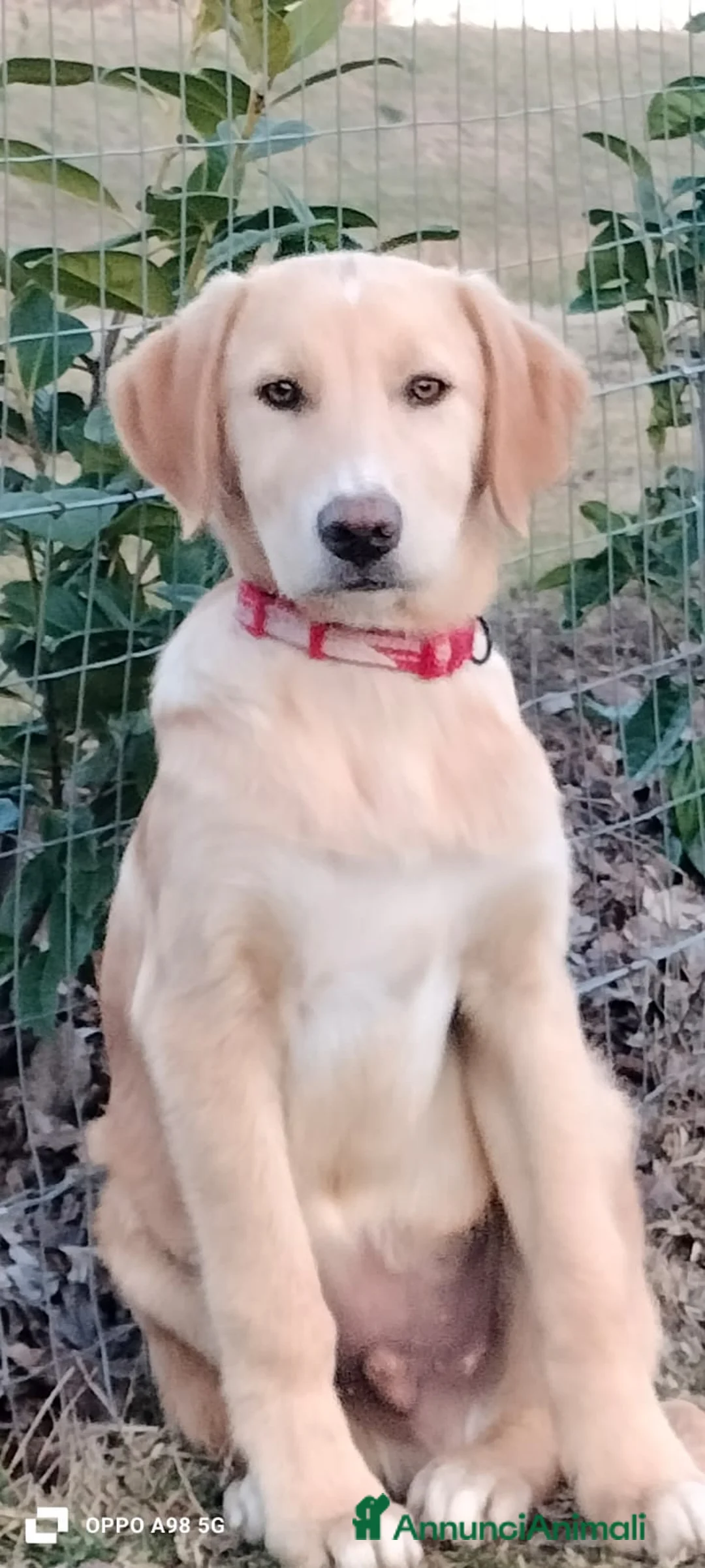 Meticcio cani in regalo: Danny - Annuncio 2