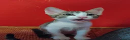 Meticcio gatti in regalo: Gattini di due mesi in regalo - Annuncio 4