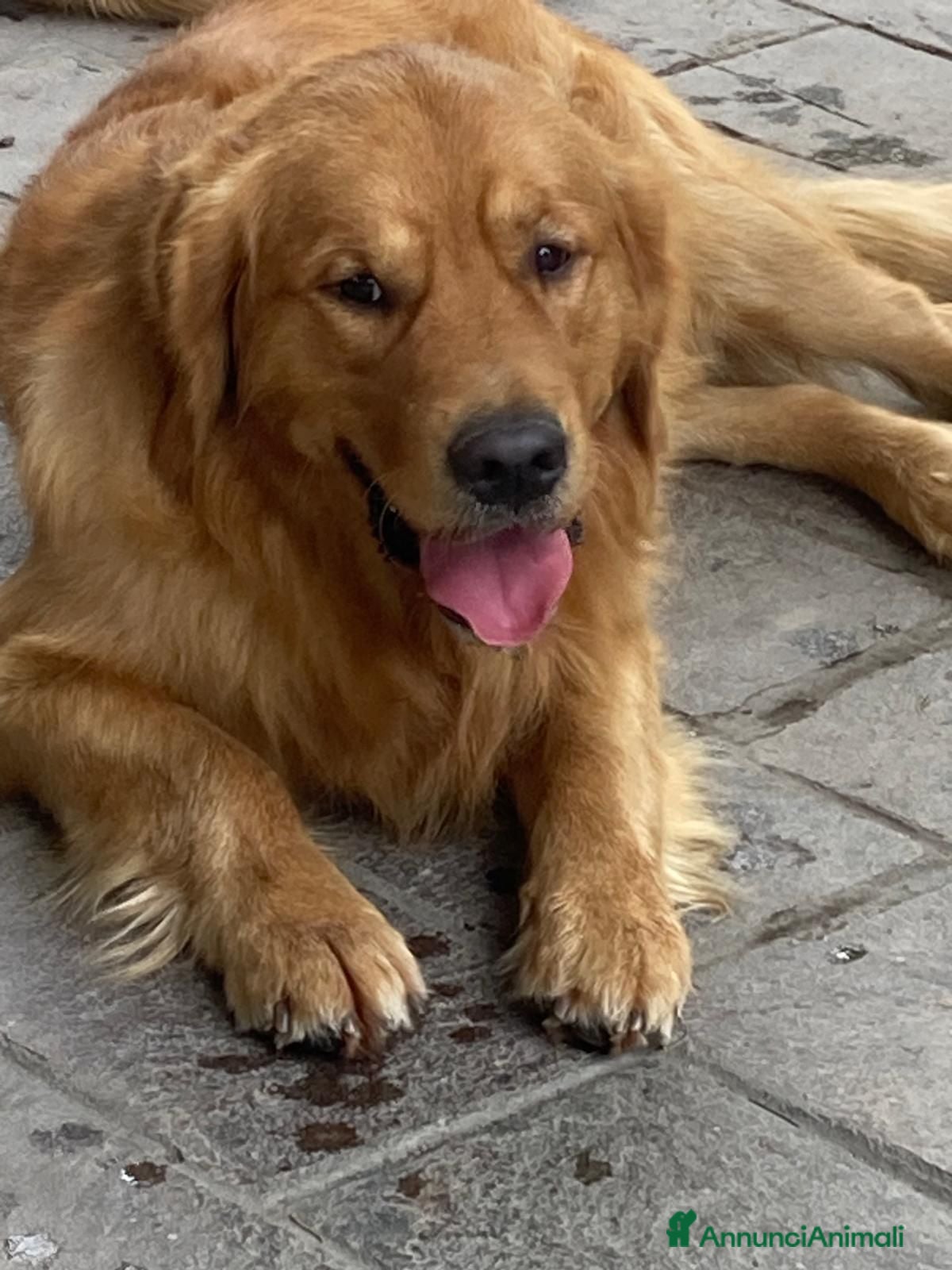 Golden Retriever cani Maschio inglese per monta - Annuncio 25