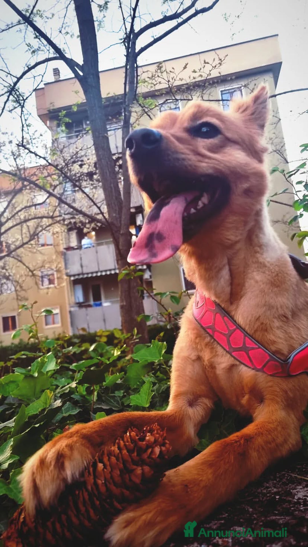 Volpino Italiano cani in regalo: Adozione per cagnolina senza razza - Annuncio 2