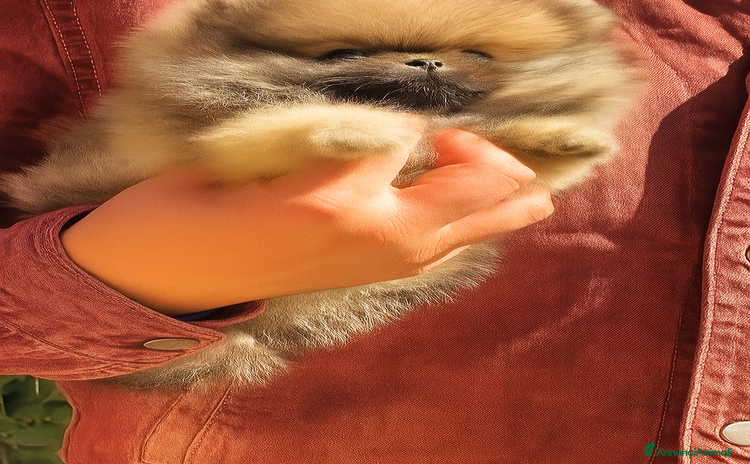 Volpino Pomerania cani Orsetto Pomerania Orange Sable con Pedigree - Annuncio 4