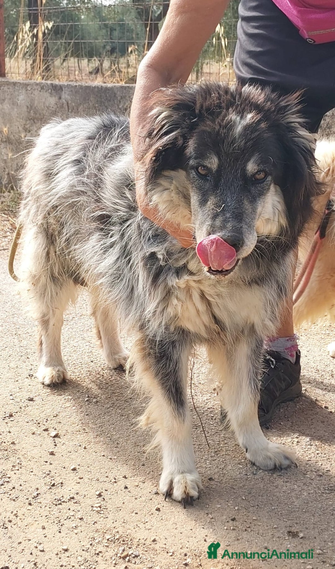 Meticcio cani in regalo: Nonno Nando Cerca Famiglia. Info Monica 3890238584 - Annuncio 11