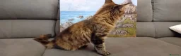 Maine Coon gatti in vendita: Cucciola Maine Coon - Annuncio 7