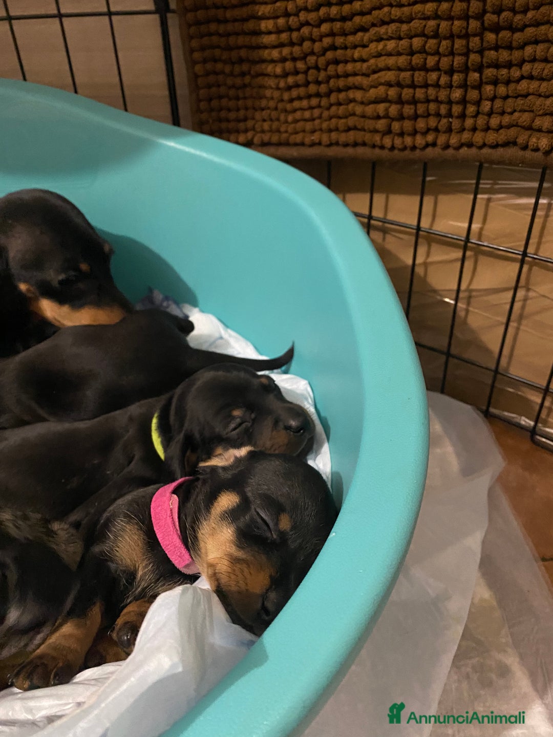 Bassotto cani per accoppiamento: Cerco femmina per accoppiamento - Annuncio 7