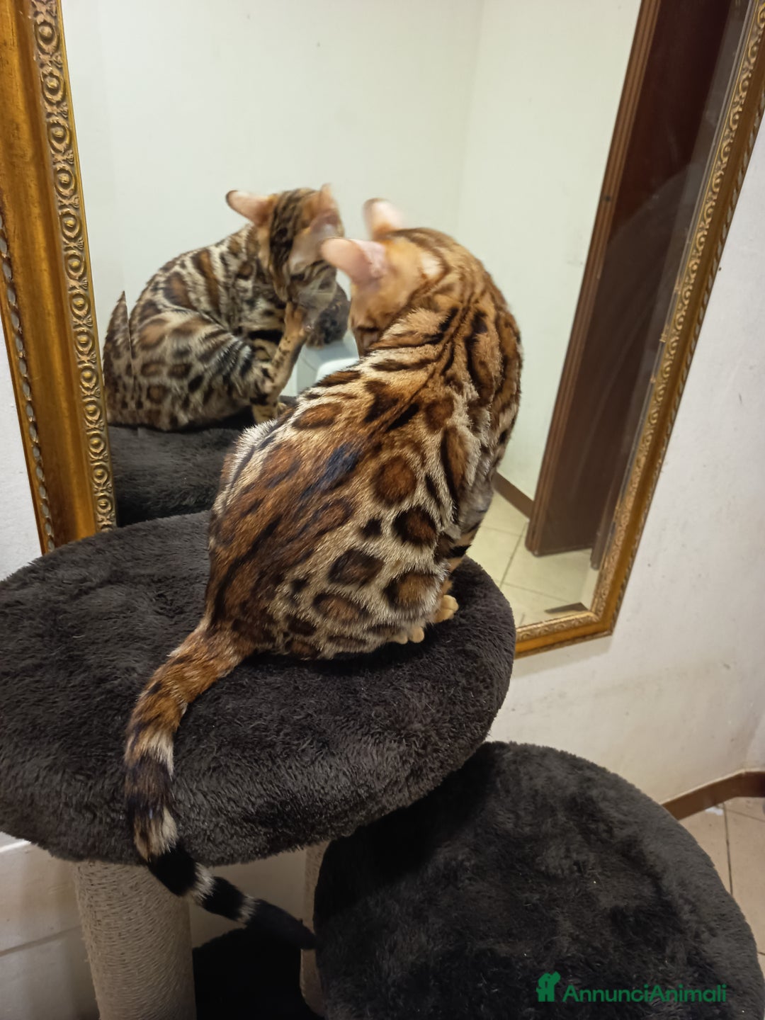 Bengala gatti in vendita: meraviglioso maschietto Bengala  - Annuncio 3