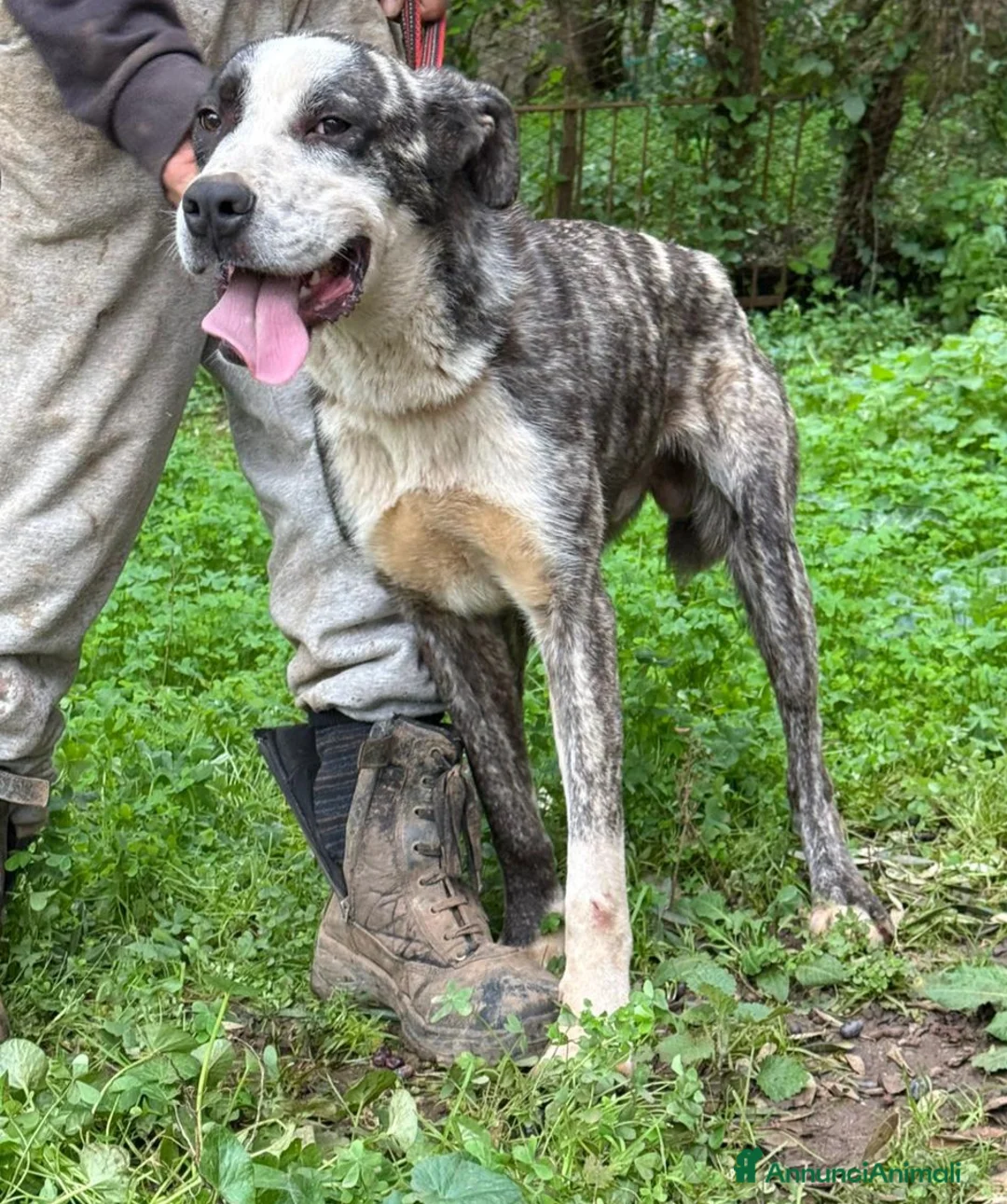 Meticcio cani in regalo: OTIS ASPETTA UNA MAMMA  - Annuncio 4