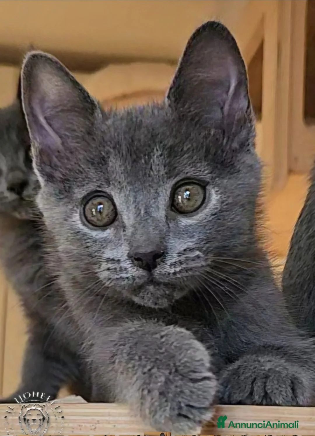 Certosino gatti in vendita: cuccioli di razza certosino da allevamento  - Annuncio 2