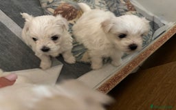 Maltese cani in vendita: Rimasti due cuccioli di maltese  a Provincia di Pesaro e Urbino - Immagine 4