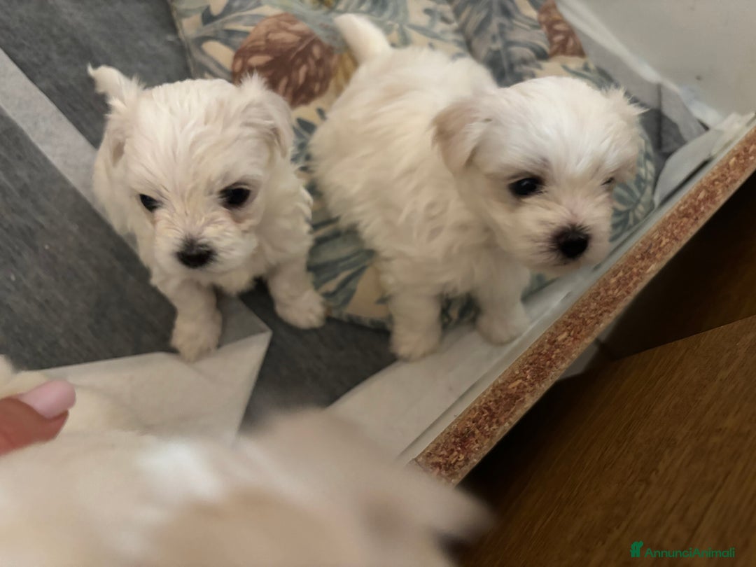 Maltese cani in vendita: Rimasti due cuccioli di maltese  a Provincia di Pesaro e Urbino - Immagine 4