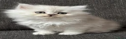 Persiano gatti in vendita: Gattini Cuccioli Persiano a Provincia di Monza e della Brianza - Annuncio 6