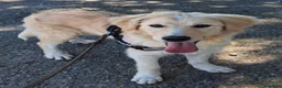 Meticcio cani in regalo: AURA 🩷 più forte di quanto immagini - Annuncio 4