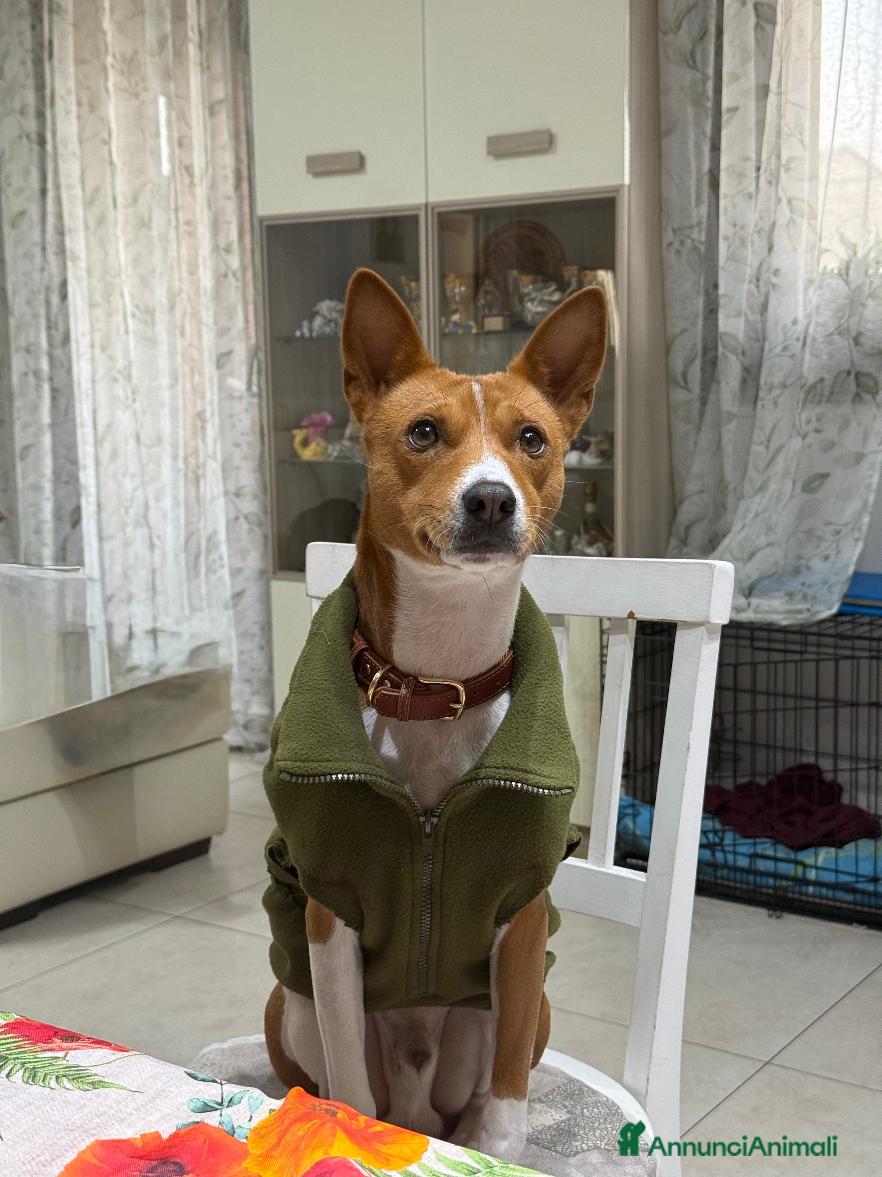 Basenji cani Bansenji purissimo - Annuncio 13