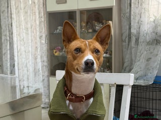 Basenji cani Bansenji purissimo - Annuncio 1