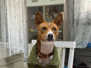 Basenji cani Bansenji purissimo - Annuncio 40