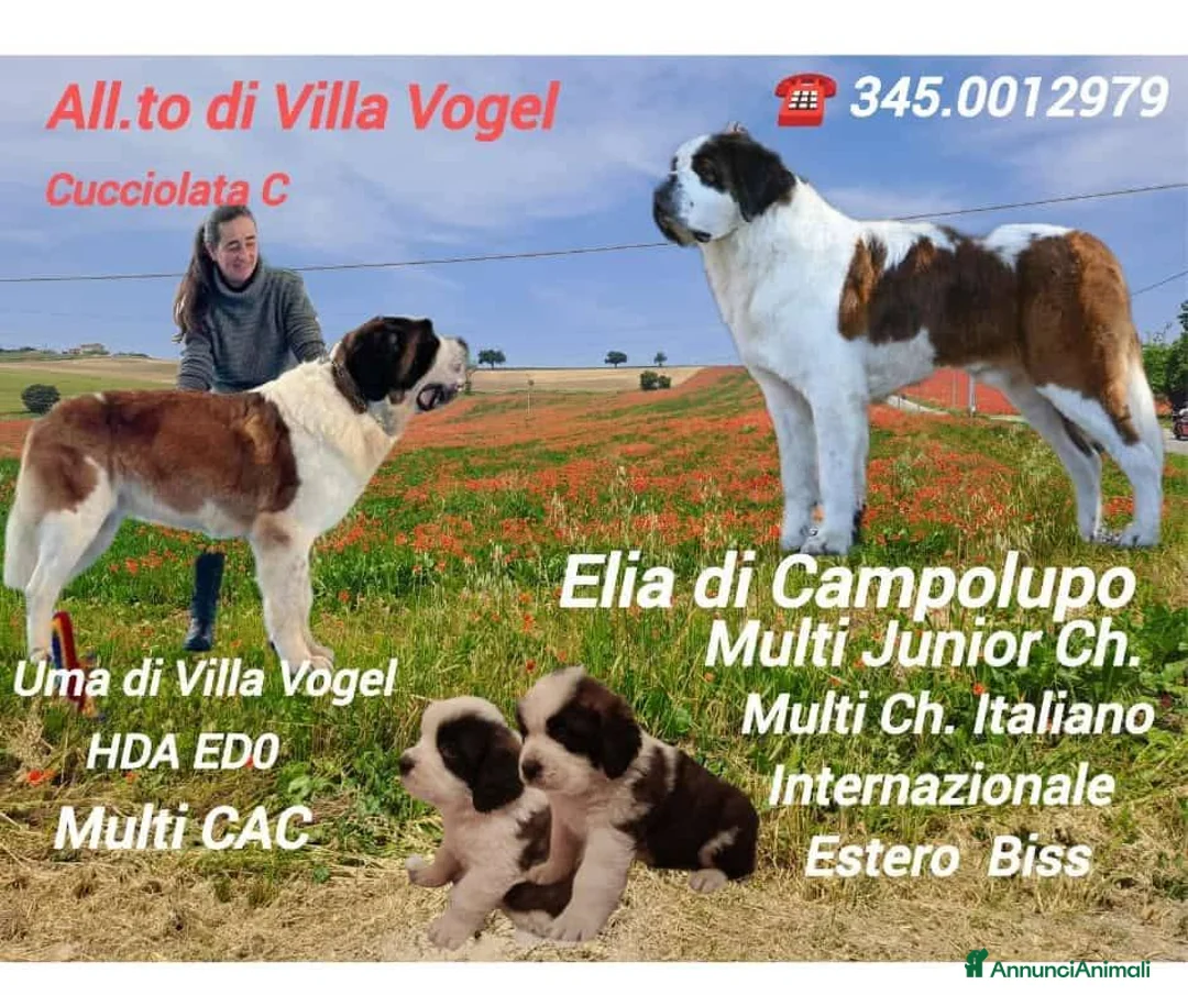 San Bernardo cani in vendita: San Bernardo  - Annuncio 2