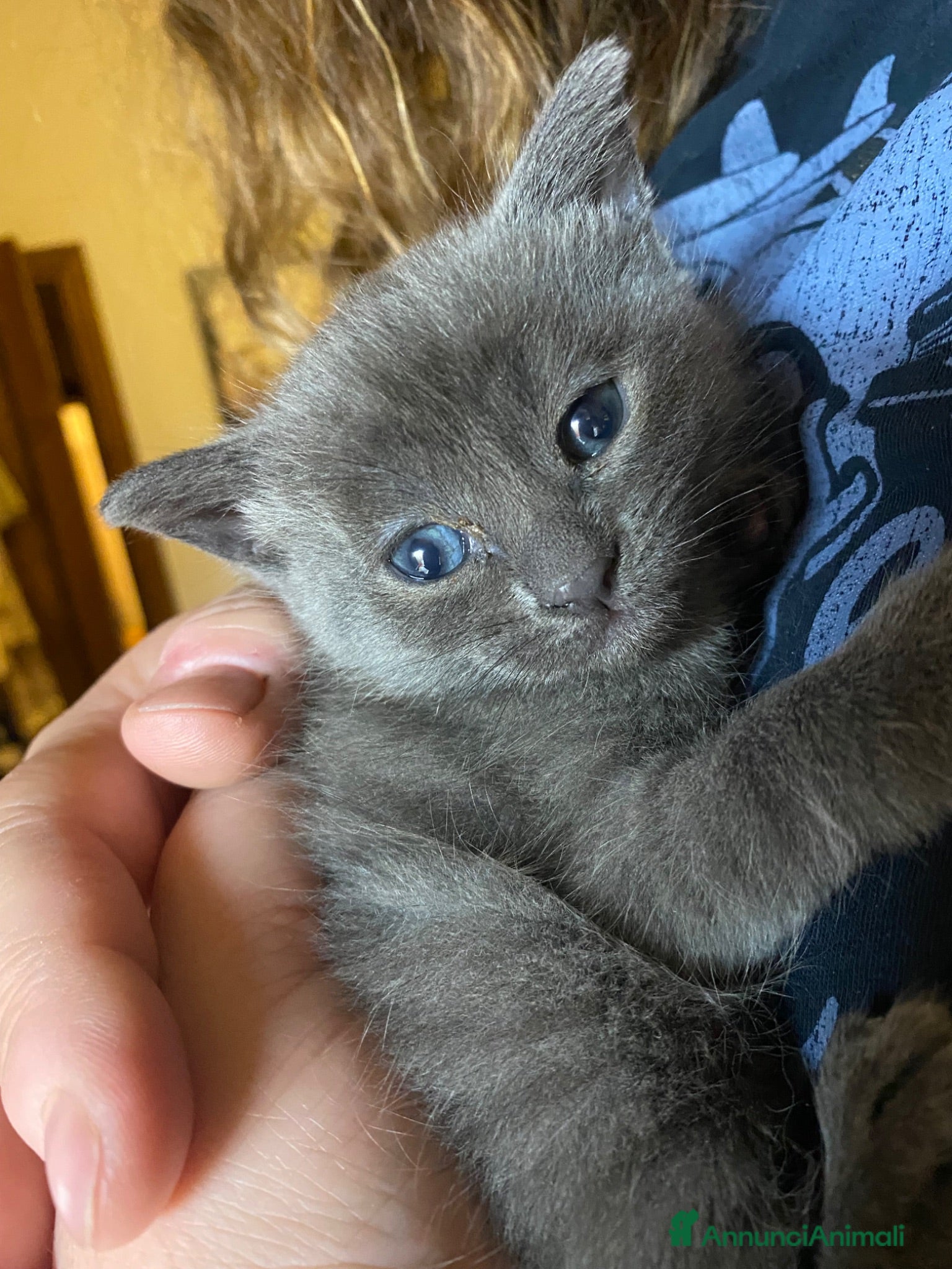 Blu di Russia gatti Blu di Russia  - Annuncio 11