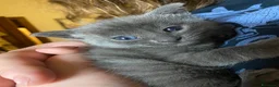Blu di Russia gatti in vendita: Blu di Russia  - Annuncio 1