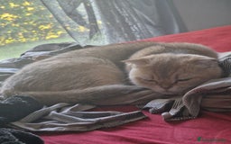 Scottish gatti per accoppiamento: Sccottish fold - Annuncio 2