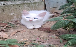 Siberiano gatti in vendita: Cucciolo siberiano neva  a Provincia di Brescia - Immagine 2