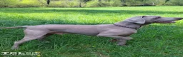 Weimaraner cani in vendita: Cuccioli Weimaraner - Annuncio 18