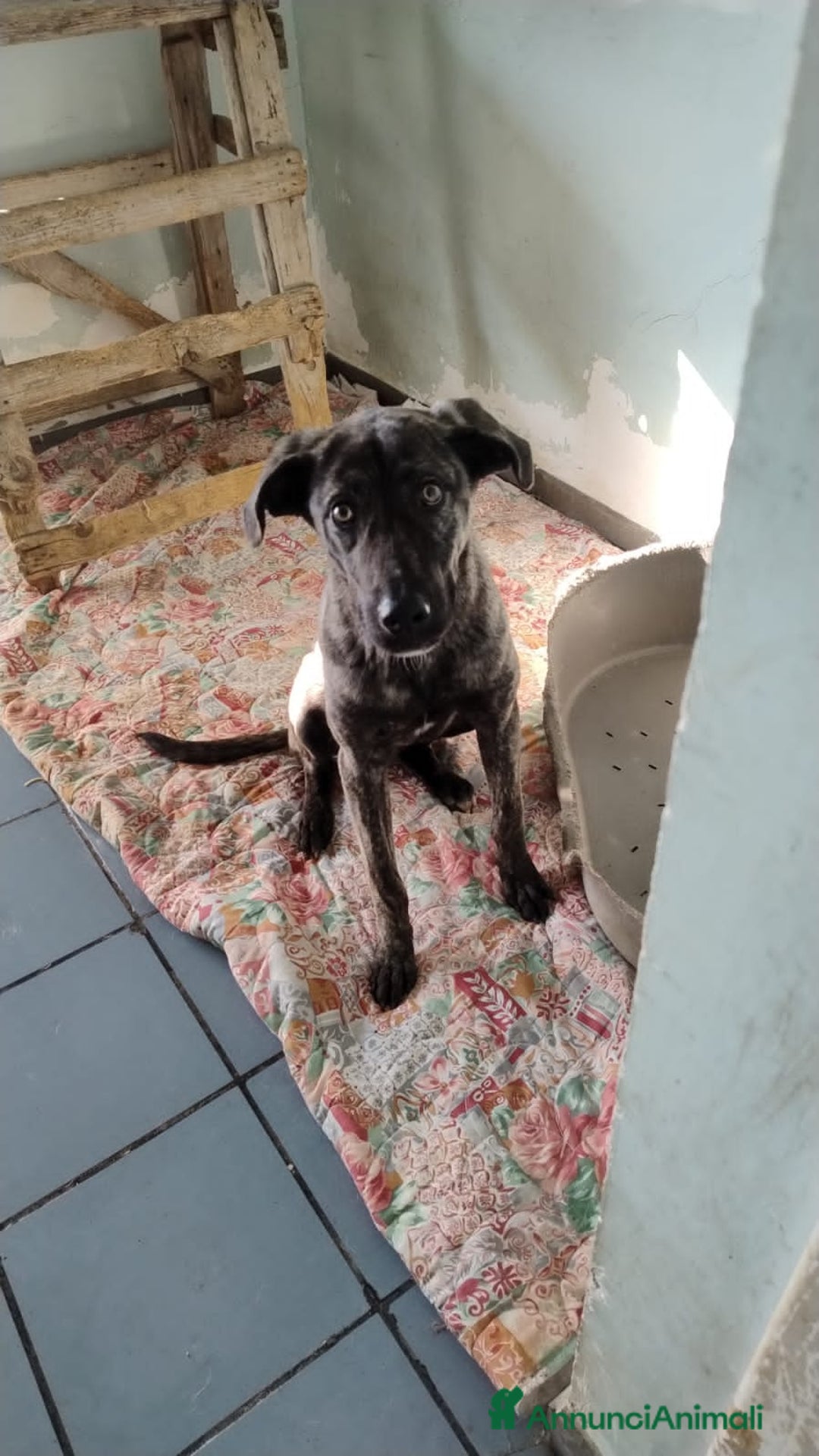 Altre razze cani in regalo: bred  - Annuncio 6