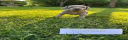 Weimaraner cani in vendita:  CUCCIOLI DISPONIBILI di Weimaranner  - Annuncio 5