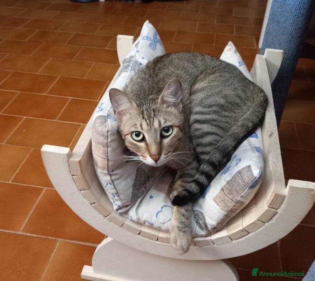 Europeo gatti in regalo: JAMES adorabile gattino in adozione! - Annuncio 4