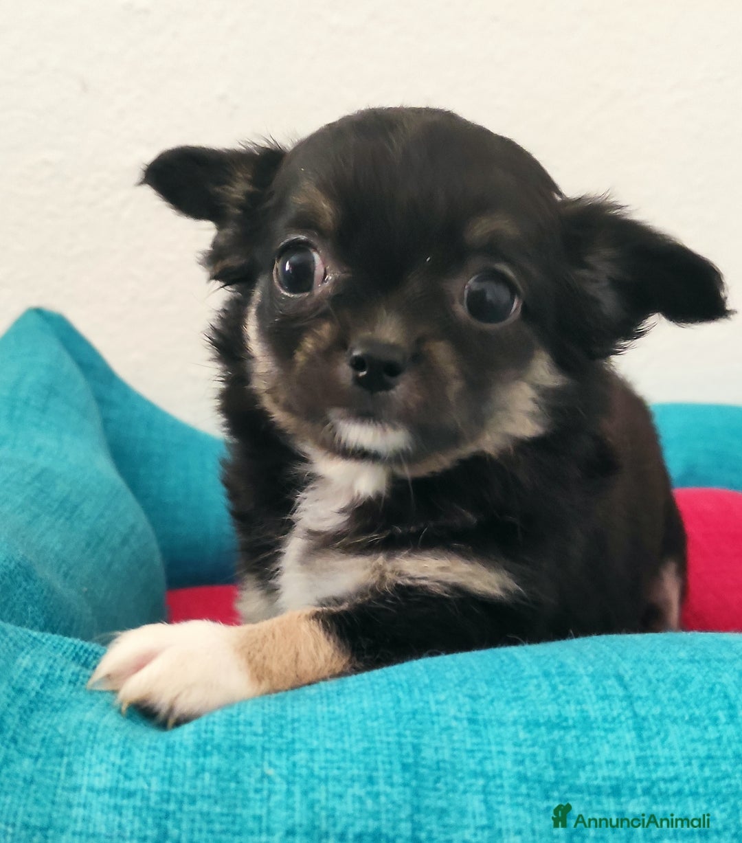 Chihuahua cani in vendita: Cuccioli di chihuahua a pelo lungo - Annuncio 8