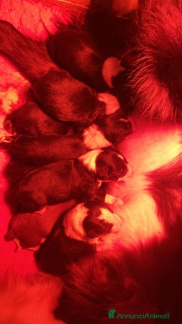 Border Collie cani Border collie litter I - Annuncio 1