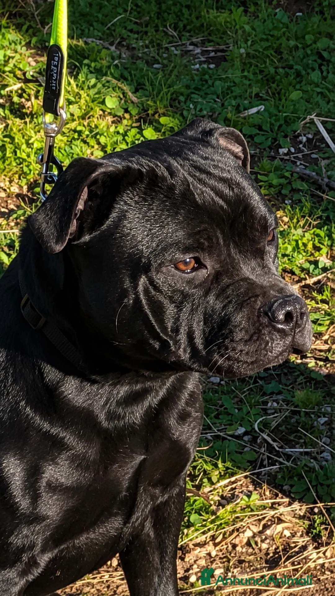 Staffordshire cani in vendita: CUCCIOLO STAFFORDSHIRE BULL TERRIER MASCHIO  - Annuncio 2