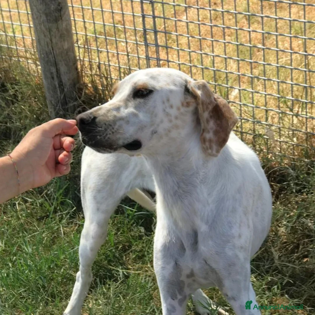 Pointer cani in regalo: TORO cucciolone derivato pointer in adozione a Provincia di Latina - Annuncio 4