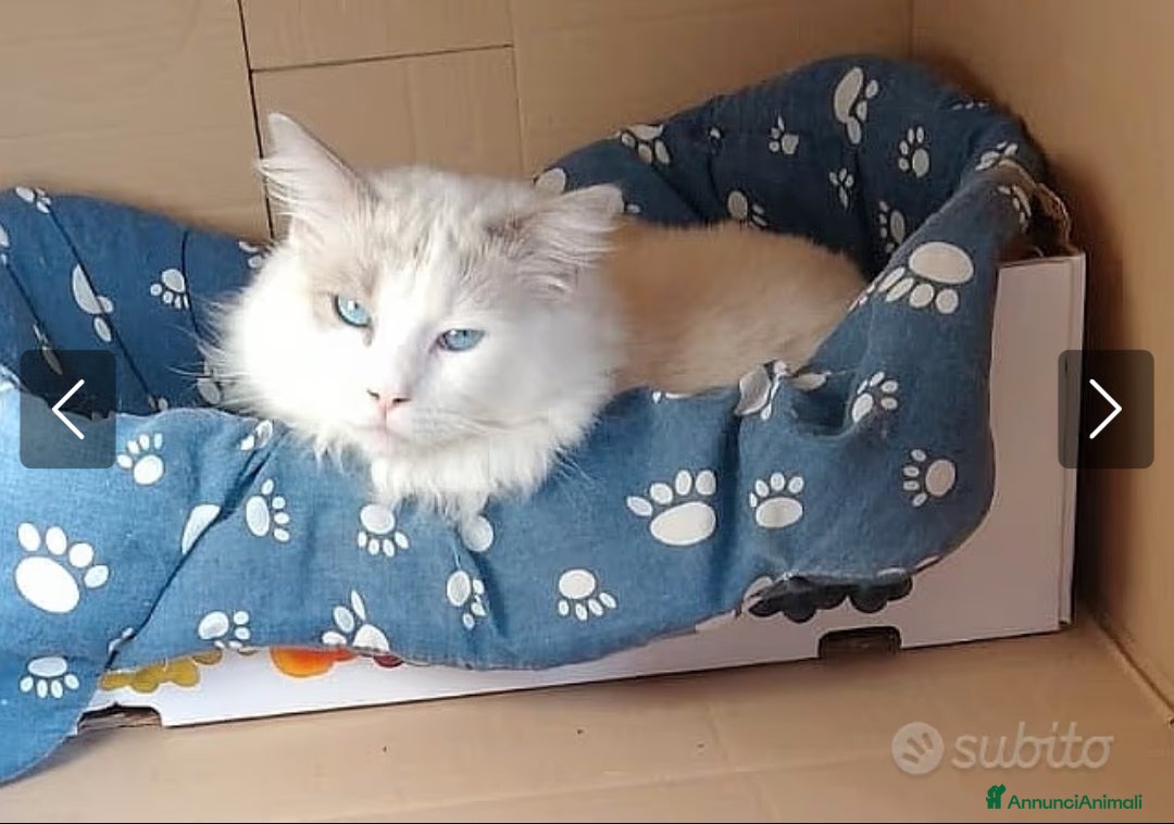 Ragdoll gatti per accoppiamento: Ragdoll per accoppiamento/ monta - Annuncio 9