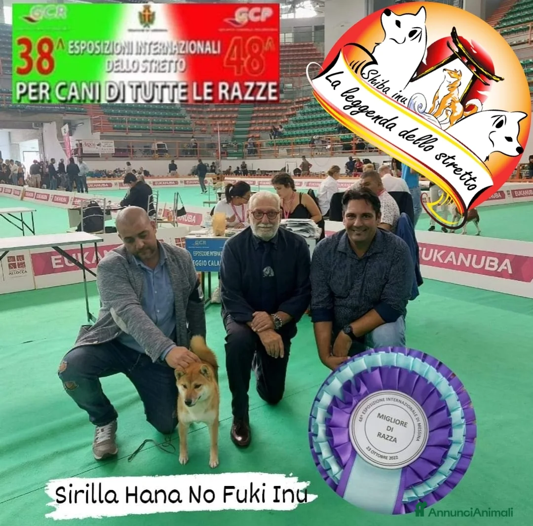 Shiba Inu cani in vendita: Shiba adulta recupero spese - Annuncio 1