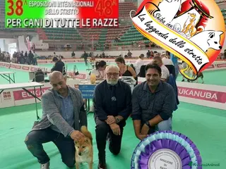 Shiba Inu cani Shiba adulta recupero spese - Annuncio 1