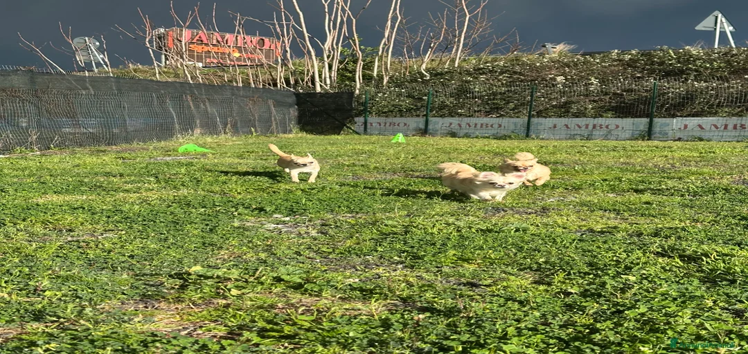 Immagine della galleria {{count}}