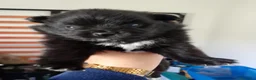 Volpino Pomerania cani in vendita: Volpino Pomerania  - Annuncio 5