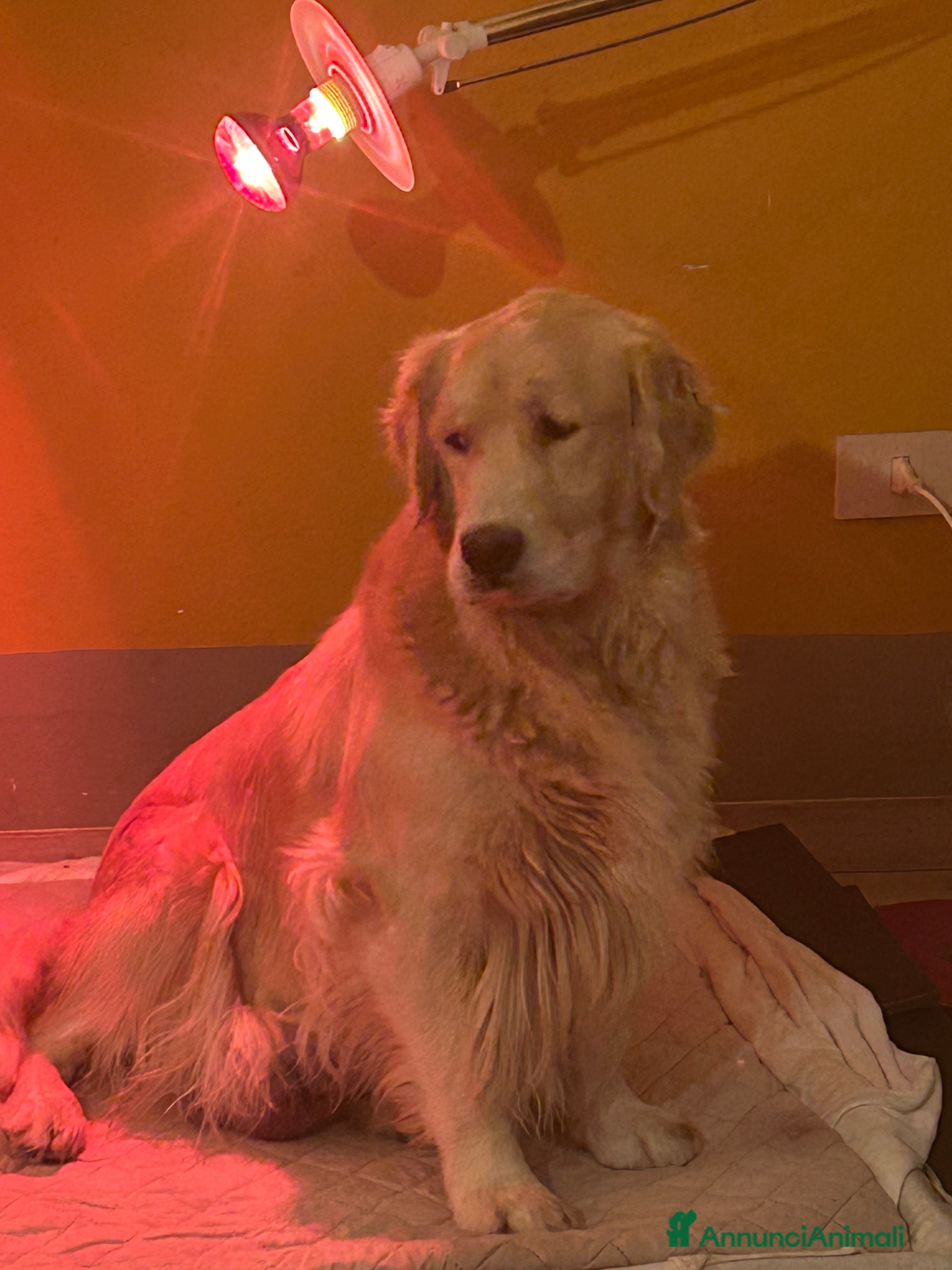 Golden Retriever cani Cuccioli Golden Retriever - Annuncio 23